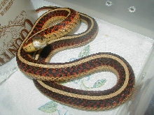 Red sided normal adult female