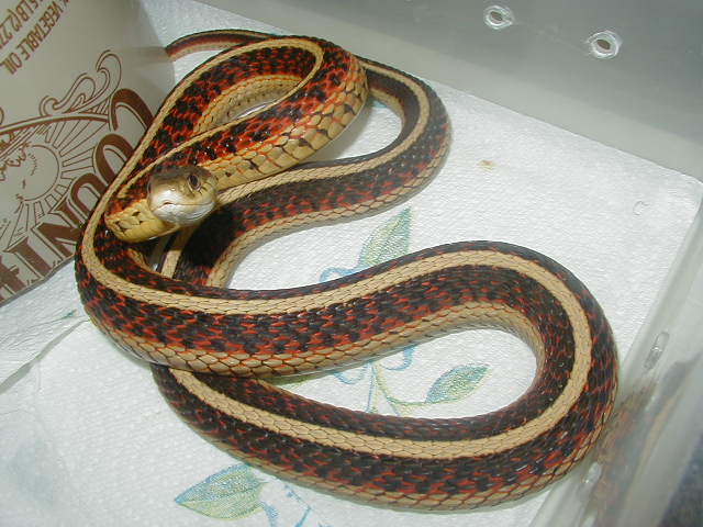 Red sided normal adult female