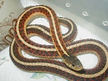 Red sided normal adult female