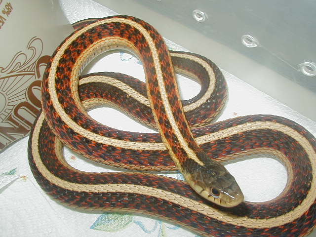 Red sided normal adult female
