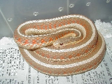 Red Sided albino Iowa strain 2 WC 2006 as baby 01 25 2009