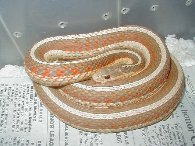 Red Sided albino Iowa strain 2 WC 2006 as baby 01 25 2009