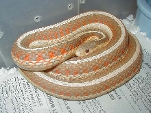 Red Sided albino Iowa strain 3 WC 2006 as baby 01 25 2009