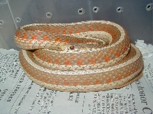 Red Sided albino Iowa strain 4 WC 2006 as baby 01 25 2009
