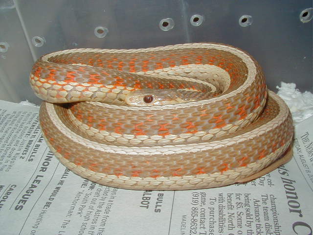 Red Sided albino Iowa strain 4 WC 2006 as baby 01 25 2009