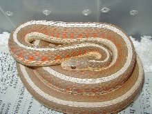 Red Sided albino Iowa strain 5 WC 2006 as baby 01 25 2009