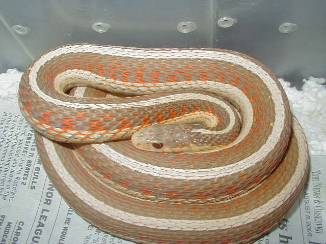 Red Sided albino Iowa strain 5 WC 2006 as baby 01 25 2009