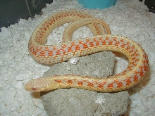 Red sided albino Kansas  strain 3 CB 07 adult female 01 25 2009