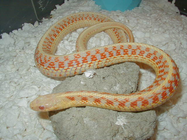 Red sided albino Kansas  strain 3 CB 07 adult female 01 25 2009