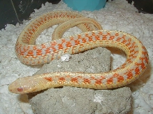 Red sided albino Kansas  strain 4 CB 07 adult female 01 25 2009