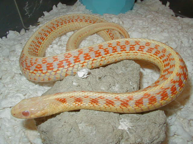 Red sided albino Kansas  strain 4 CB 07 adult female 01 25 2009