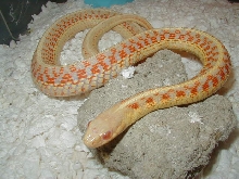 Red sided albino Kansas strain 5 CB 07 adult female 01 25 2009