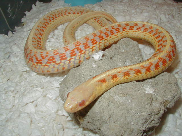 Red sided albino Kansas strain 5 CB 07 adult female 01 25 2009