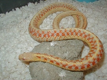 Red sided albino Kansas strain 3 CB 07 adult female 01 25 2009