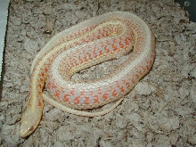 Red Sided albino CB 2006