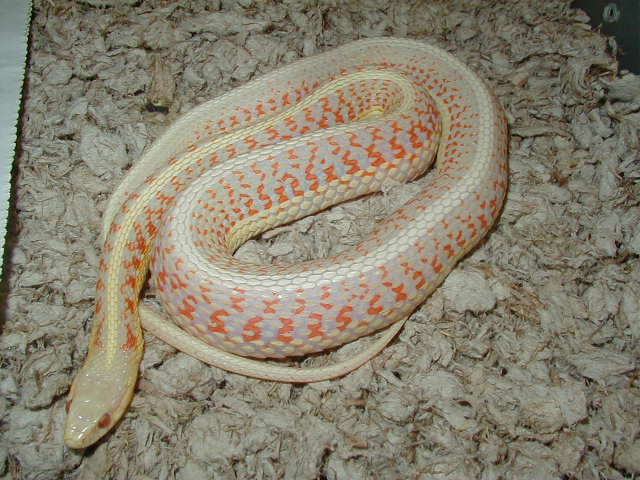 Red Sided albino CB 2006