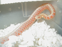 Red Sided albino male CB 2006