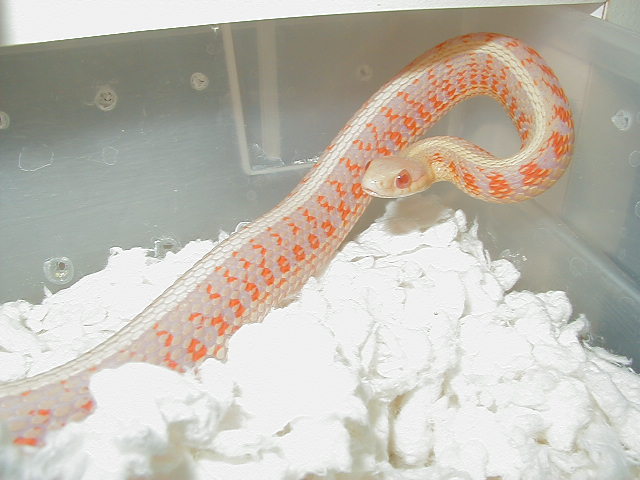 Red Sided albino male CB 2006
