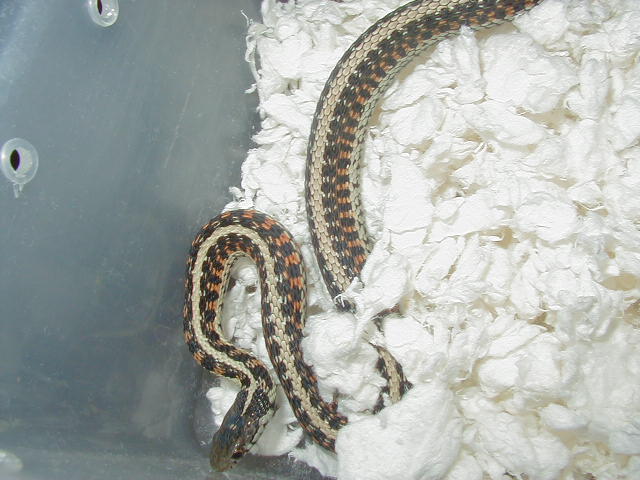 Red Sided (Double het anerythristic x colorless)