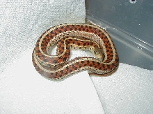 Red sided garter
