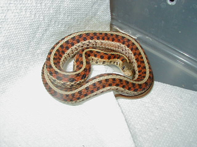 Red sided garter