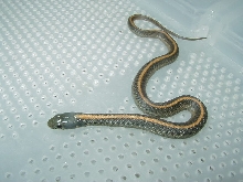 Santa Cruz garter CB baby