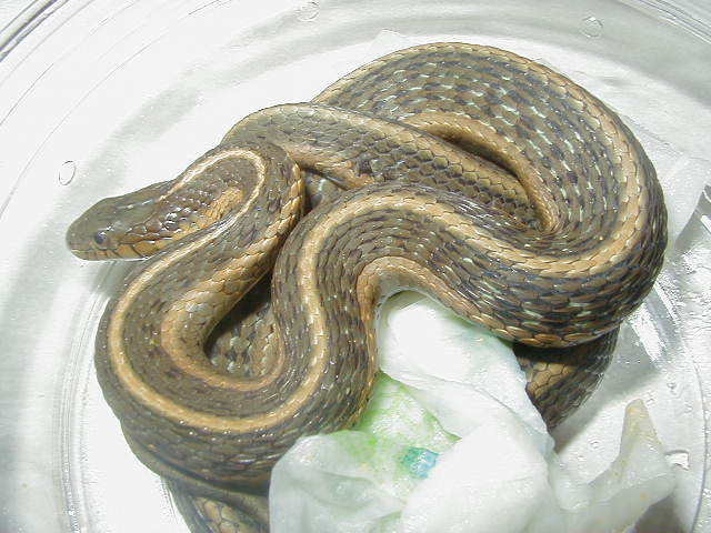 Santa Cruz 3 striped 2 phase 08 12 2009