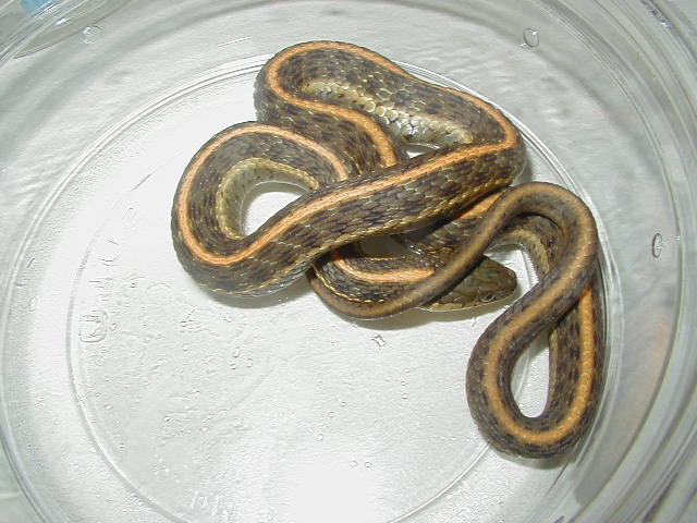 Santa Cruz 3 striped 3 phase 08 12 2009