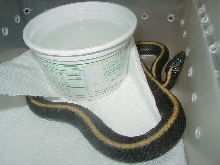 Santa Cruz  2 Gravid female 08 12 2009