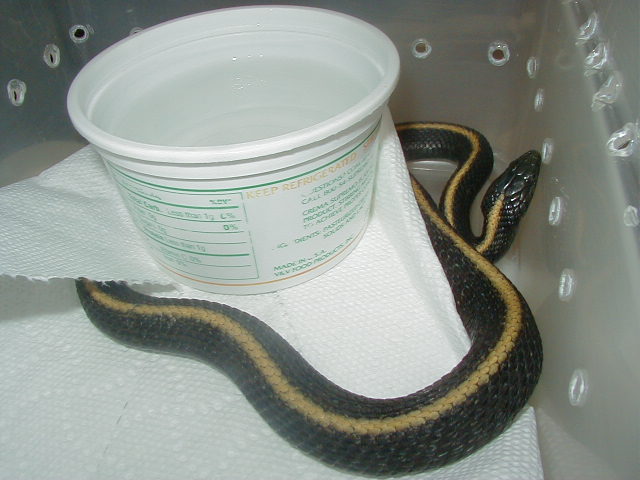Santa Cruz  2 Gravid female 08 12 2009