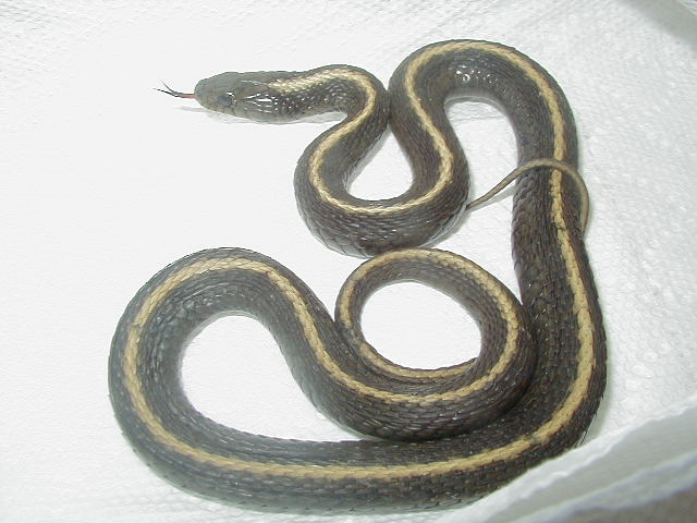 Santa Cruz   female  08 12 2009