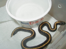 Santa Cruz  female that produced young 08 12 2009