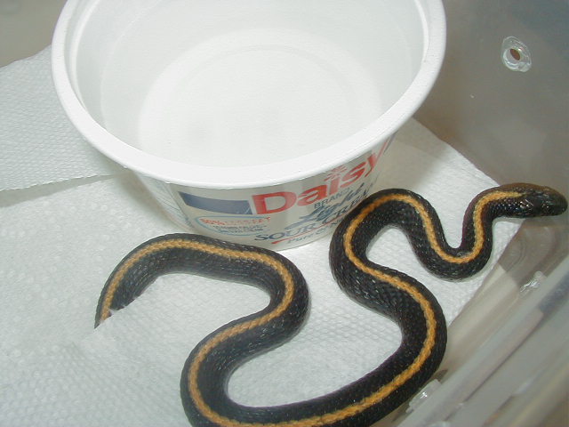 Santa Cruz  female that produced young 08 12 2009