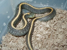 Santa Cruz garter adult female