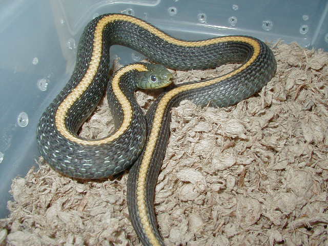 Santa Cruz garter adult female