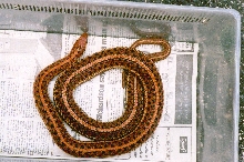 Red Hypo plains garter