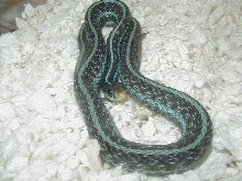 Florida blue striped (similis) high blue sire