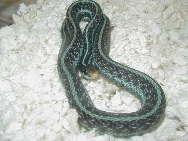 Florida blue striped (similis) high blue sire