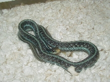 Florida blue striped (similis) high blue sire