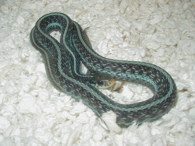 Florida blue striped (similis) high blue sire