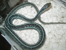 Similis 09 High blue male