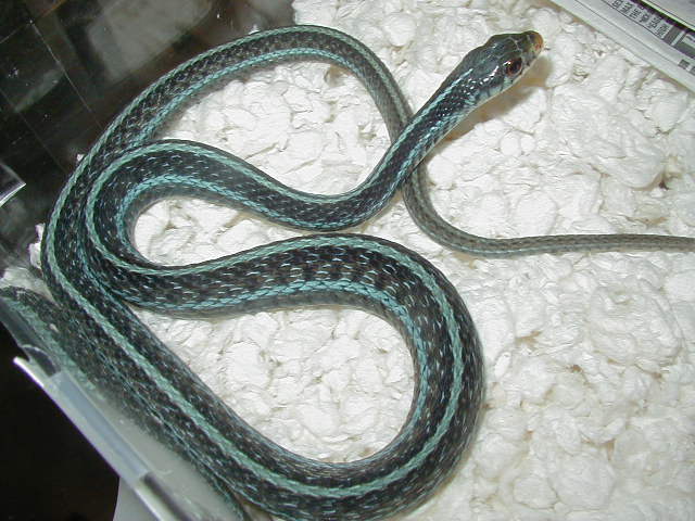 Similis 09 High blue male