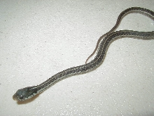Similis 09 1