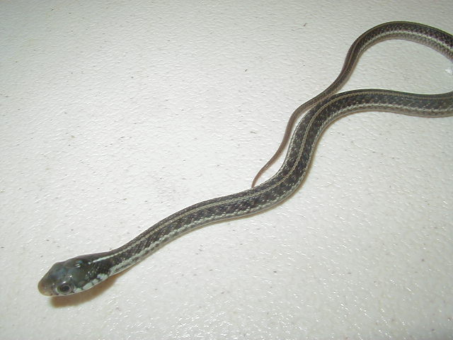 Similis 09 1