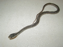 Similis 09 2