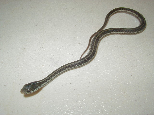 Similis 09 2