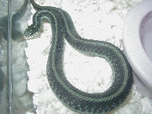 Similis CB 2008 2  11 06 2008