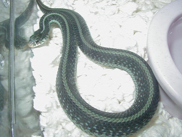 Similis CB 2008 2  11 06 2008