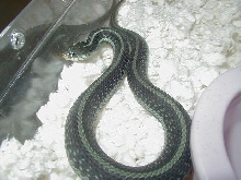 Similis CB 2008 3  11 06 2008