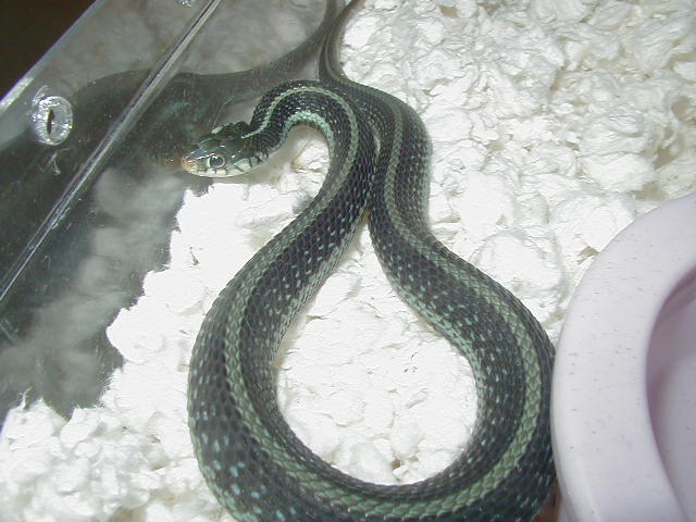Similis CB 2008 3  11 06 2008